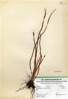 藏品(二條線蕨)的圖片